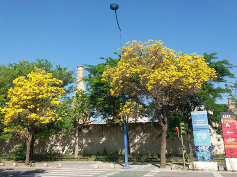 En primavera el paisaje urbano de Sevilla, se llena de olor y color, hay que protegerlo
