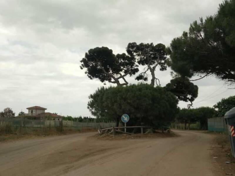 El Ayuntamiento ultima los preparativos para la puesta a punto de los caminos y el entorno del pinar para los actos de la romería