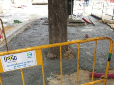 Hormigonado de las raíces de un árbol a plena luz del día