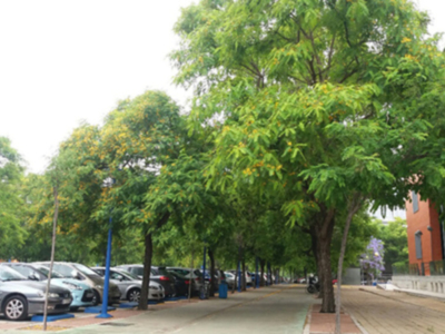 Florecen las Tipuanas en Sevilla