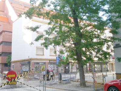 Salvado un ejemplar de Tipuana en la calle Miño