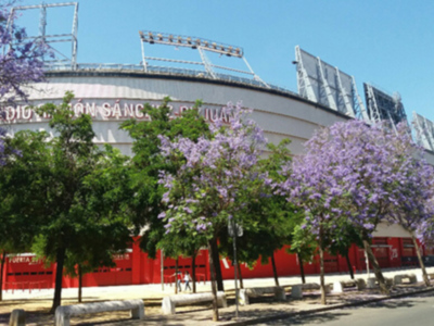 Las Jacarandas protagonistas del color de Sevilla