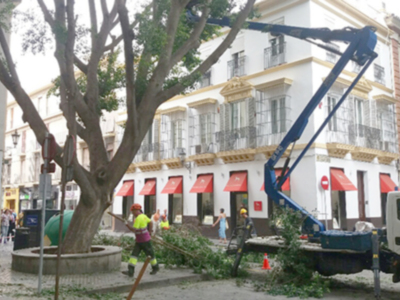 Poda de Ficus en la Magdalena