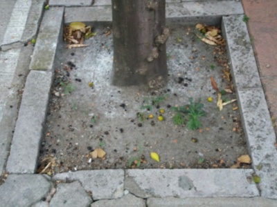 El golpe de calor en Sevilla afecta a la fructificación de los naranjos