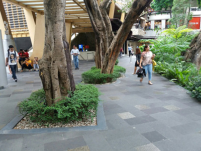 Los ciudadanos se preguntan, ¿por qué se caen los árboles y palmeras?