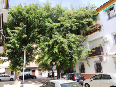 Control del arbolado urbano