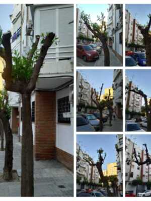 Poda desproporcionada de naranjos en la calle Petunia en Sevilla
