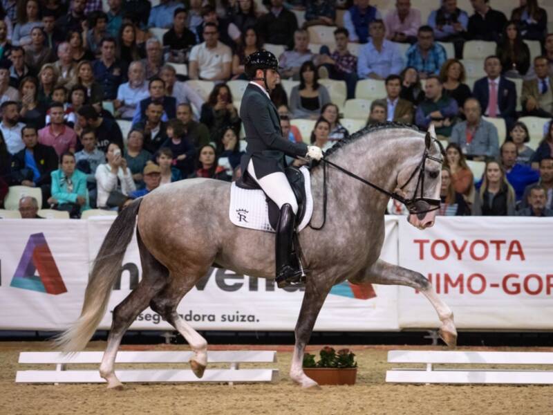 Yucatán de Ramos, el caballo propiedad de Sergio Ramos, se proclama Campeón del Mundo 2018 en SICAB