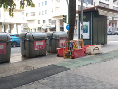 Palmera afectada por las obras del carril bici