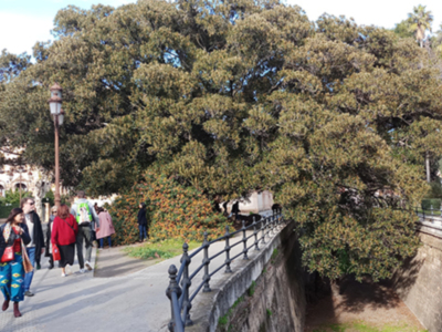 El mantenimiento del arbolado ejemplar