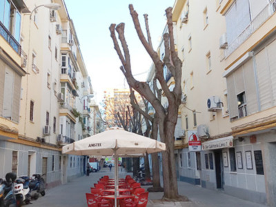 Prácticas de poda en el arbolado viario de Sevilla.
