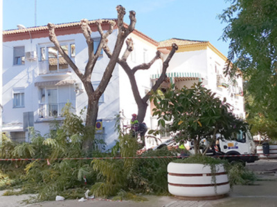 Las podas drásticas causan importantes daños en el arbolado