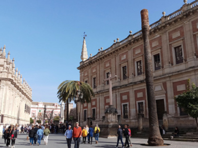 El Picudo ataca a las palmeras situadas en el casco histórico de Sevilla