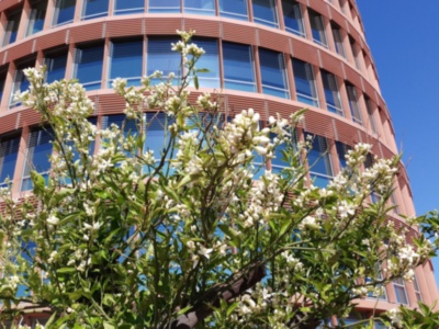La flor de azahar adorna ya las copas de los naranjos de las calles y plazas de Sevilla.