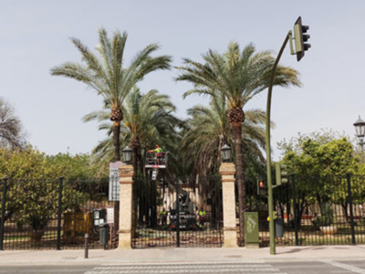 El Ayuntamiento de Sevilla poda las palmeras datileras de Los Jardines de la Buhaira.