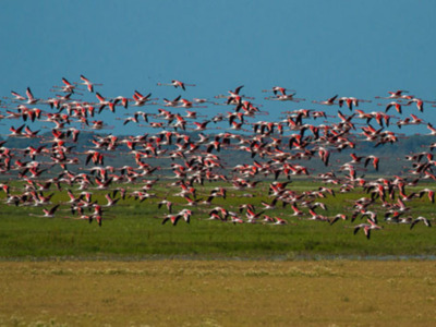 El adelanto de la llegada del calor y la existencia de vertederos un atractivo y una despensa para las aves migratorias