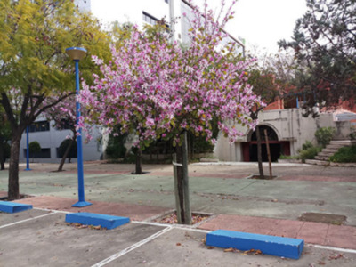 La Bauhina adelanta su espectacular floración en Sevilla.