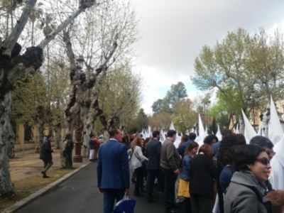 Los plátanos de sombra, alergias y enfermedades.