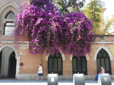 En un entorno urbano, una gran planta colgante de flores moradas sobresale en un edificio con arcos y ventanas. La imagen muestra a personas caminando por el camino, con un par de contenedores de basura en la parte inferior. La arquitectura y el paisaje floral crean un contraste interesante entre la naturaleza y el urbanismo.