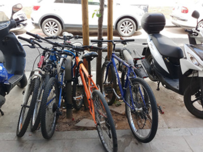 Los árboles de Sevilla, sufren la presión de los conductores de bicicletas.