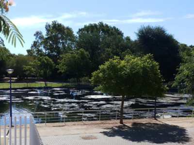 Los estanques de Sevilla  en mal estado son un foco de infección donde se reproducen los mosquitos.