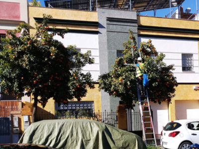 2021 una gran cosecha de naranja amarga en las calles de Sevilla.
