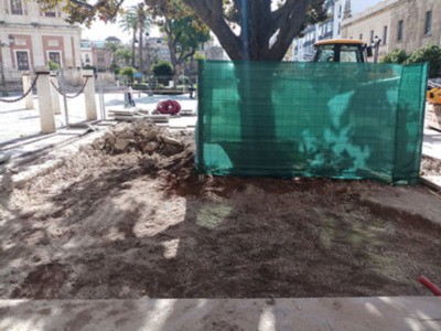 La mejora del suelo donde hay plantados árboles ejemplares y centenarios.