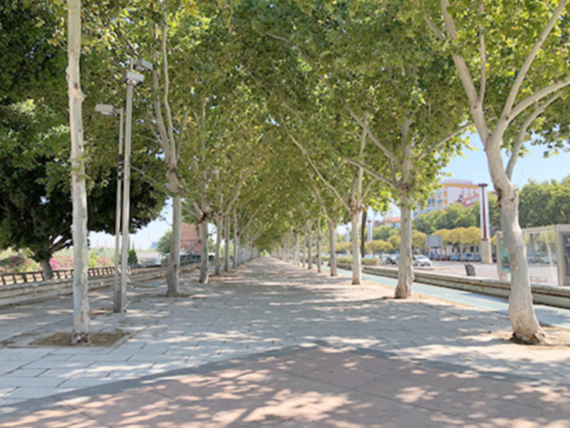 Las obras previstas en la calle Torneo ponen en peligro a más de 800 árboles.
