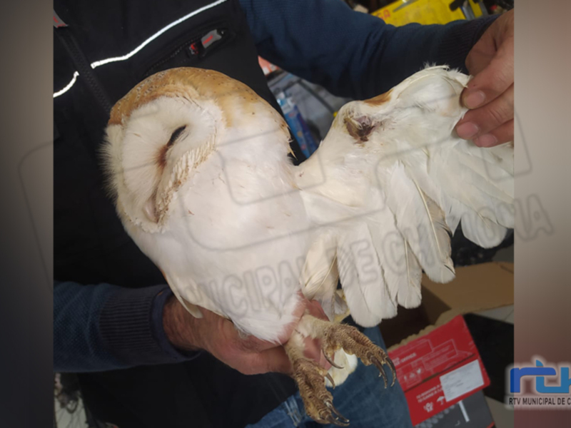 El CANS lamenta el nuevo caso de una lechuza herida en el ala por un disparo de escopeta de aire comprimido