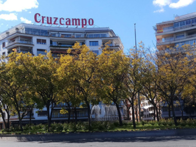 Las Jacarandas en Sevilla, tostadas por el frío.