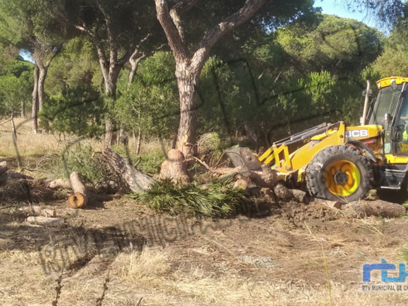 Medio Ambiente pide apoyo a la Junta para combatir la plaga de perforadores del pino que ha ocasionado ya la tala de 300 ejemplares