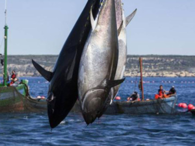 "Tierra y Mar" muestra la campaña del atún
