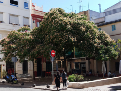 La Acacia de Constantinopla de la Puerta Real en Sevilla.