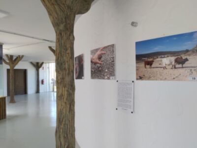 El Centro El Camaleón acoge la exposición fotográfica ‘Una historia de arena y sal’ sobre el Chorlitejo Patinegro 
