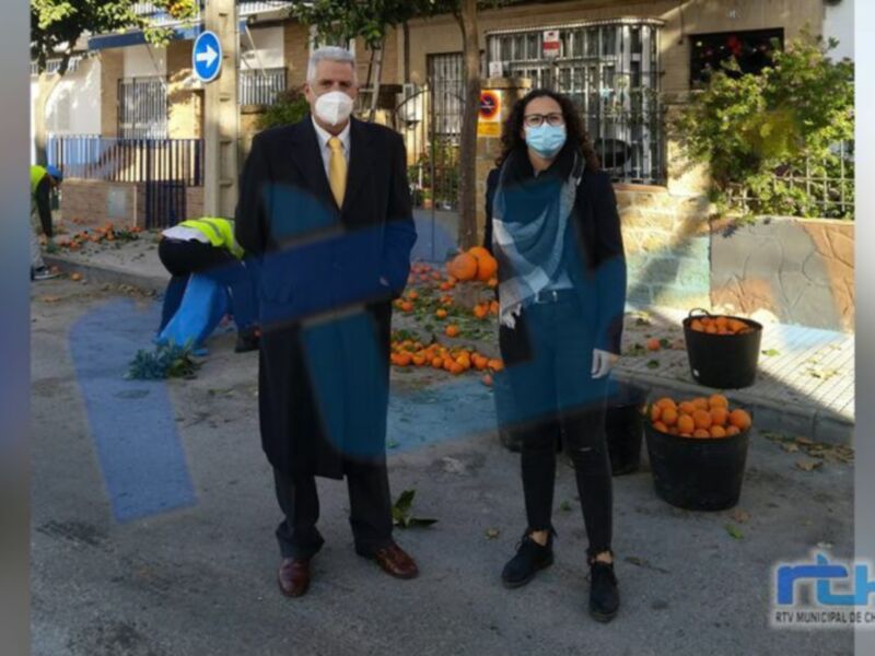 El Ayuntamiento de Chipiona comienza la retirada de los frutos de más de 500 naranjos