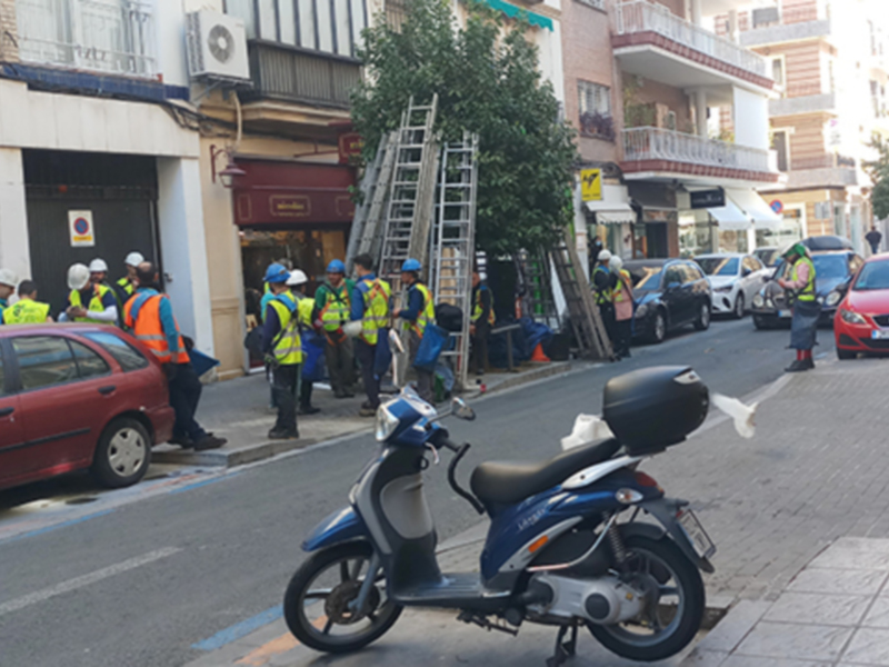 Comienza la recolección de naranjas en las calles de Sevilla.