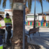 Las palmeras afectadas situadas en zonas públicas de Chipiona tratadas contra la plaga del picudo rojo
