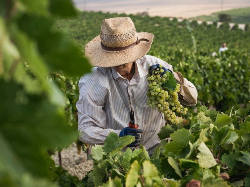 El Marco de Jerez inicia su vendimia más temprana desde que existen registros.