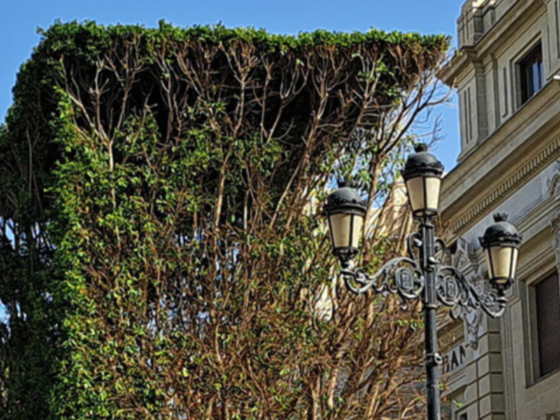 La poda de los dos Ficus ejemplares de la Plaza de San Francisco en Sevilla