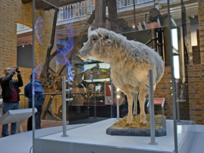 5 de julio de 1996 nace la oveja Dolly en Instituto Roslin como parte de una investigación en Edimburgo