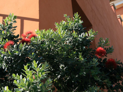 La planta "Sangre de Cristo"  una bella flor para la Semana Santa.
