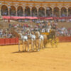 Un total de 92 carruajes han lucido en la 39 Exhibición, de Enganches de Sevilla que congregó en la plaza de toros a unas 11.000 personas