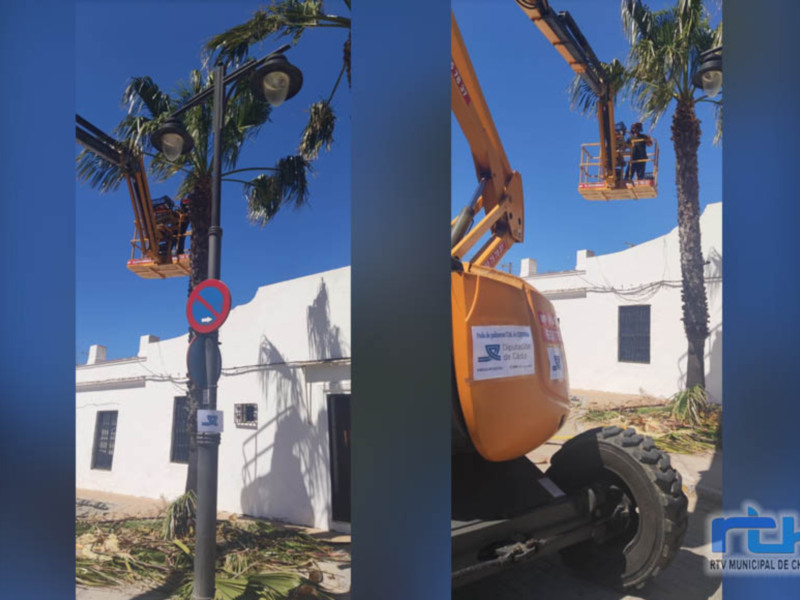 En marcha la poda de casi 800 palmeras situadas en vías y espacios públicos de Chipiona