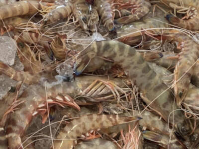 El langostino de Sanlúcar, protagonista el domingo en "Tierra y Mar"