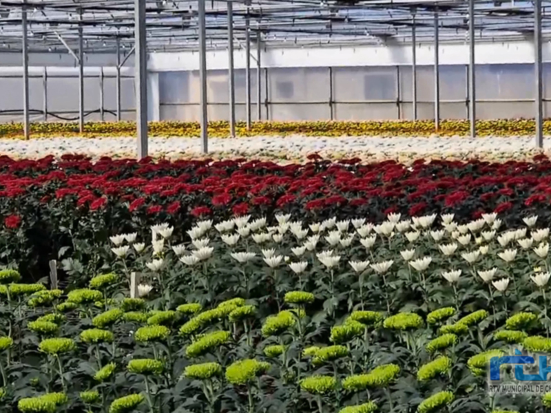 Agricultura vuelve a lanzar un spot promocional para fomentar el consumo de flores de Chipiona en la campaña de los Santos