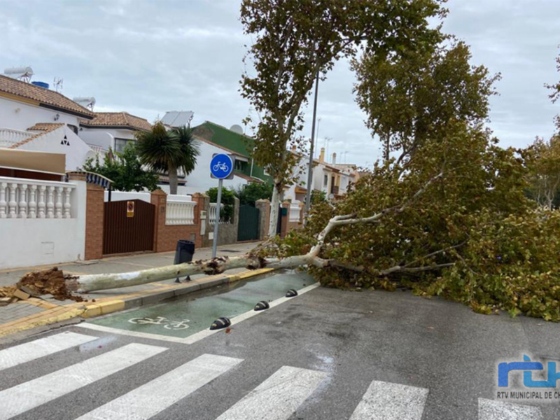 Una veintena de árboles y algunos invernaderos se vieron afectados ayer por fortísimas rachas de viento en Chipiona