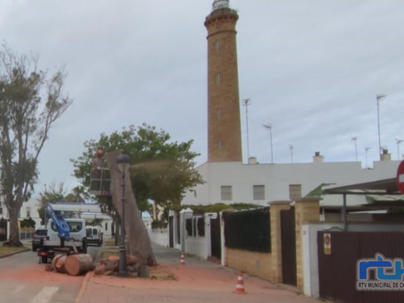 Parques y Jardines inicia la eliminación de tocones y árboles afectados por los temporales, que se encontraban en mal estado fitosanitario 