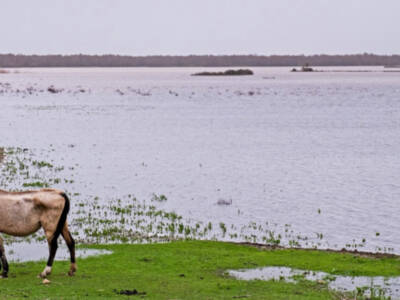 El nacimiento del Parque de Doñana en "El hombre que salvó al paraíso"