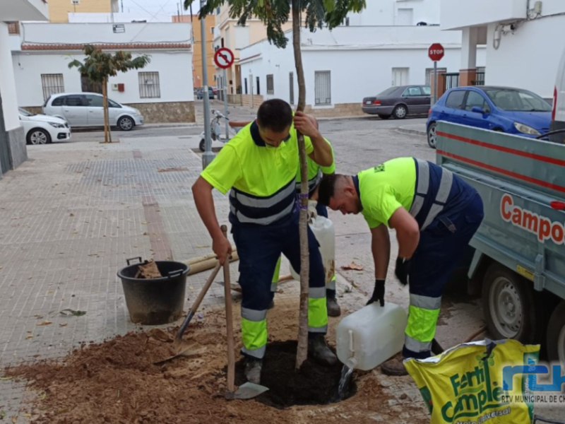 La Delegación de Parques y Jardines inicia la replantación de marras arbóreas en la localidad con una inversión de 65.250 euros