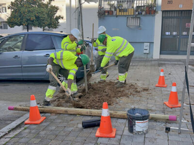 San Pablo,Santa Justa refuerza su arbolado urbano dentro del plan municipal de plantaciones 2025–2026 en Sevilla 